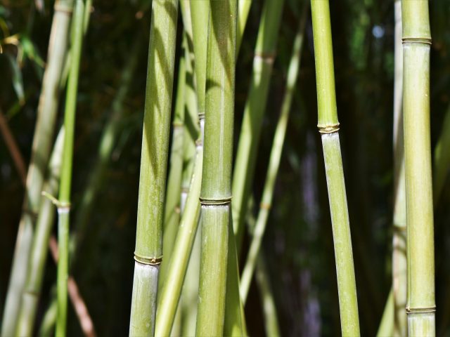 Quel type de bambou choisir pour votre jardin ?